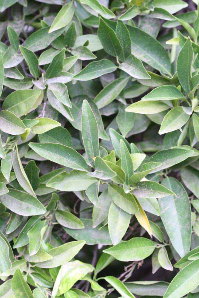              Sun leaves (Riverside, CA)       